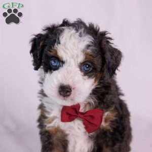 Kip, Mini Bernedoodle Puppy